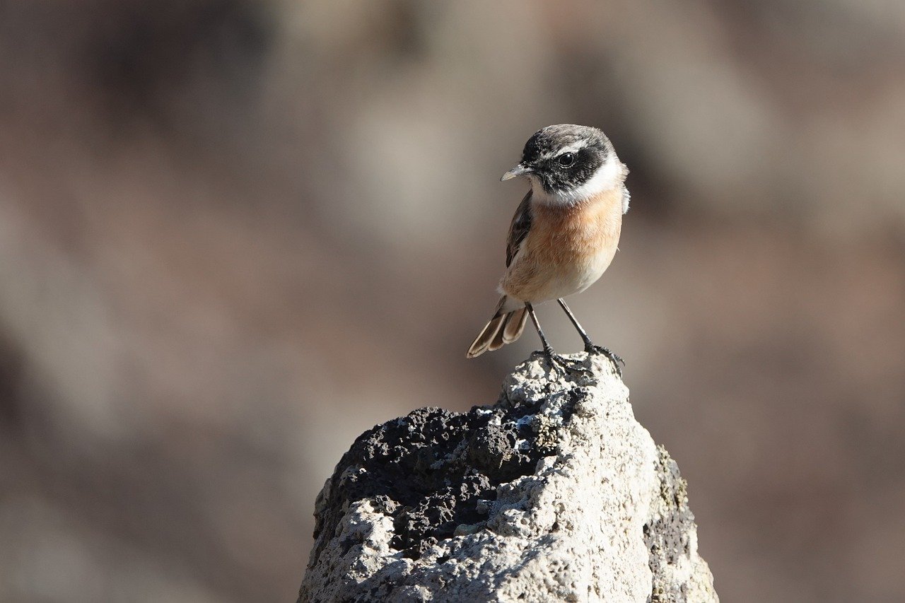 여름 건강, 닭곰탕과 함께하는 갱년기 여성들의 선택