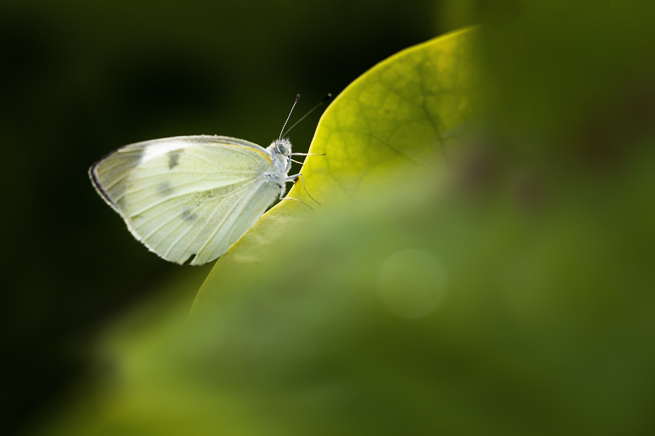 신한생명 무료운세로 운세를 쉽게 확인하는 방법