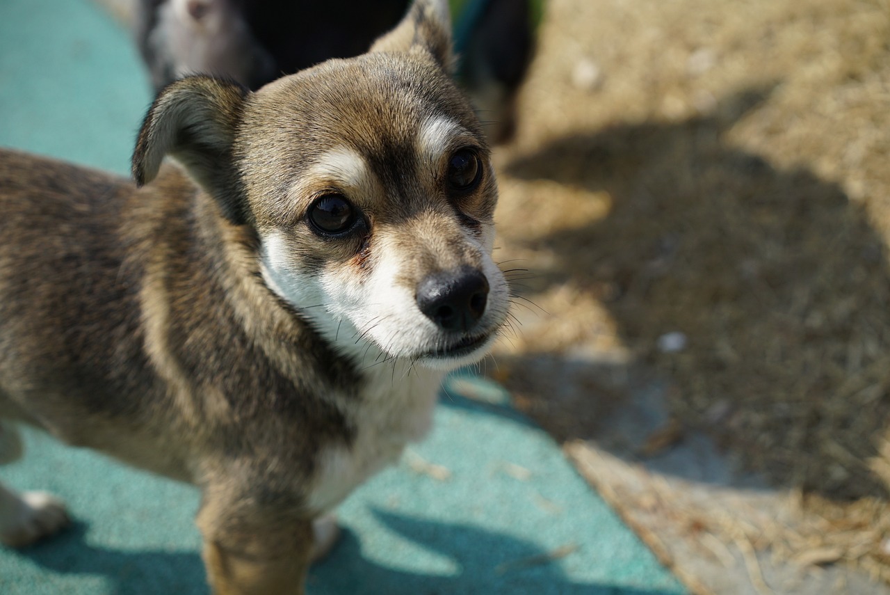 안면도에서 만나는 진정한 맛의 천국, 안흥꽃게장