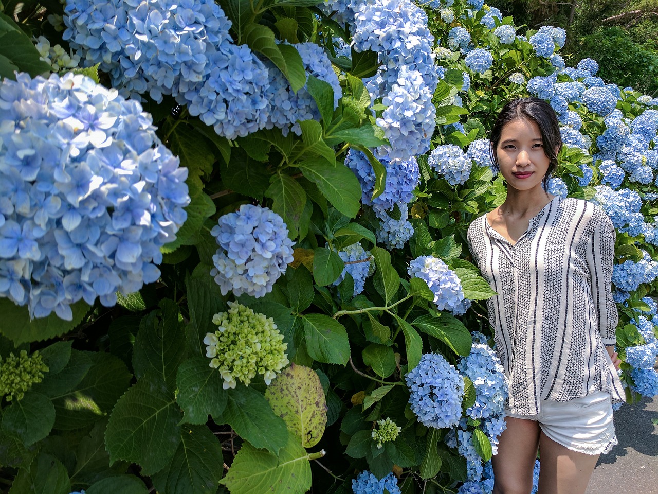 제주도 수국 명소 탐방: 제주민속촌 수국 축제의 즐거움을 만끽하세요