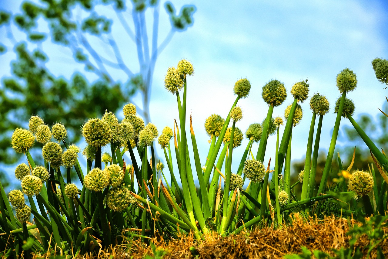 배추김장 성공의 첫걸음! 꼭 알아야 할 배추밭 준비 비법 3가지