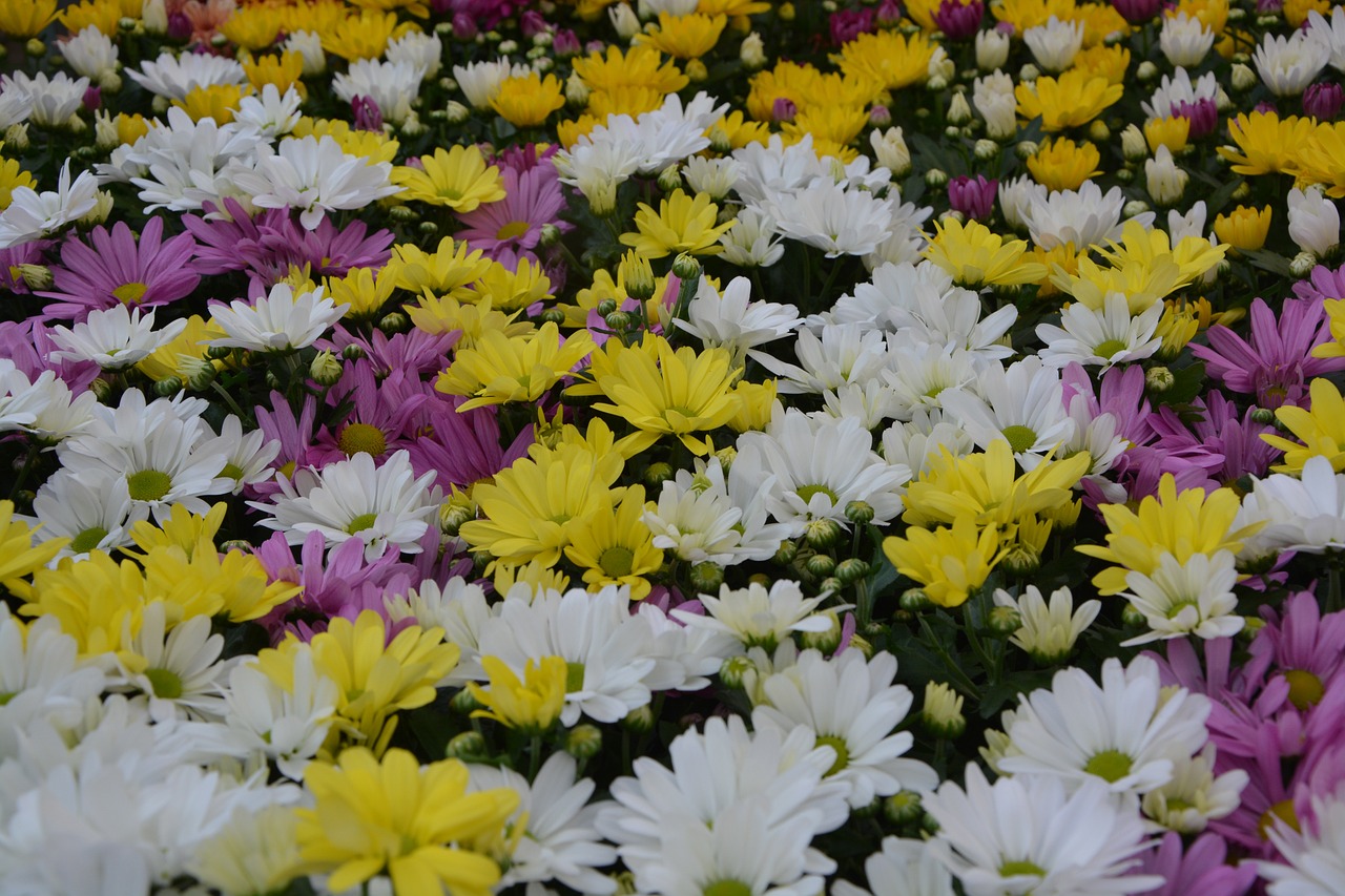 안전한 귀성을 위한 경부고속도로 버스전용차로 단속 연장 안내