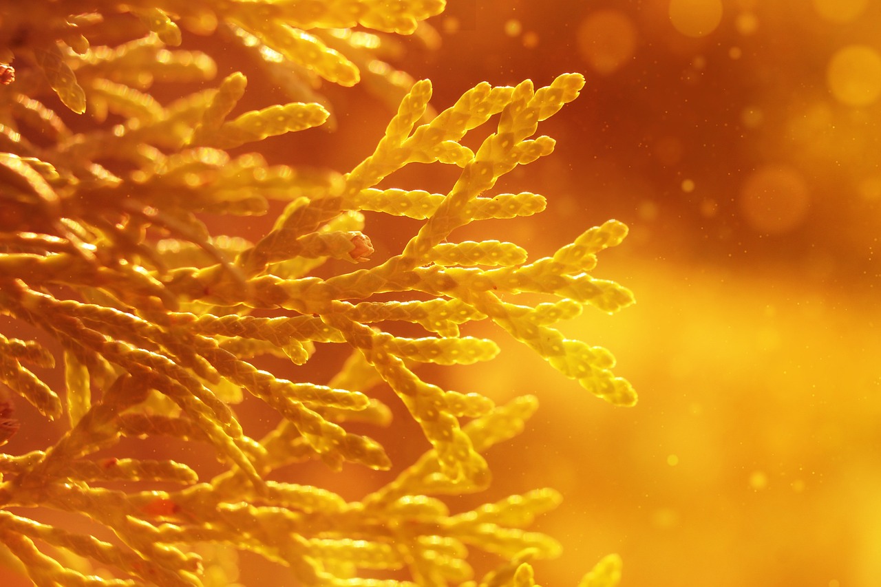 보험계약대출의 모든 것: 7가지 조건과 이자율, 장단점을 통해 알아보는 스마트한 재테크