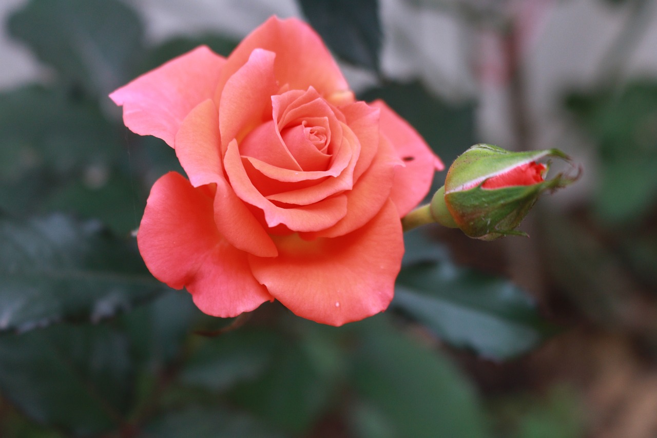 탄핵 소추 발의 과정과 헌법 재판소의 심판 절차 이해하기