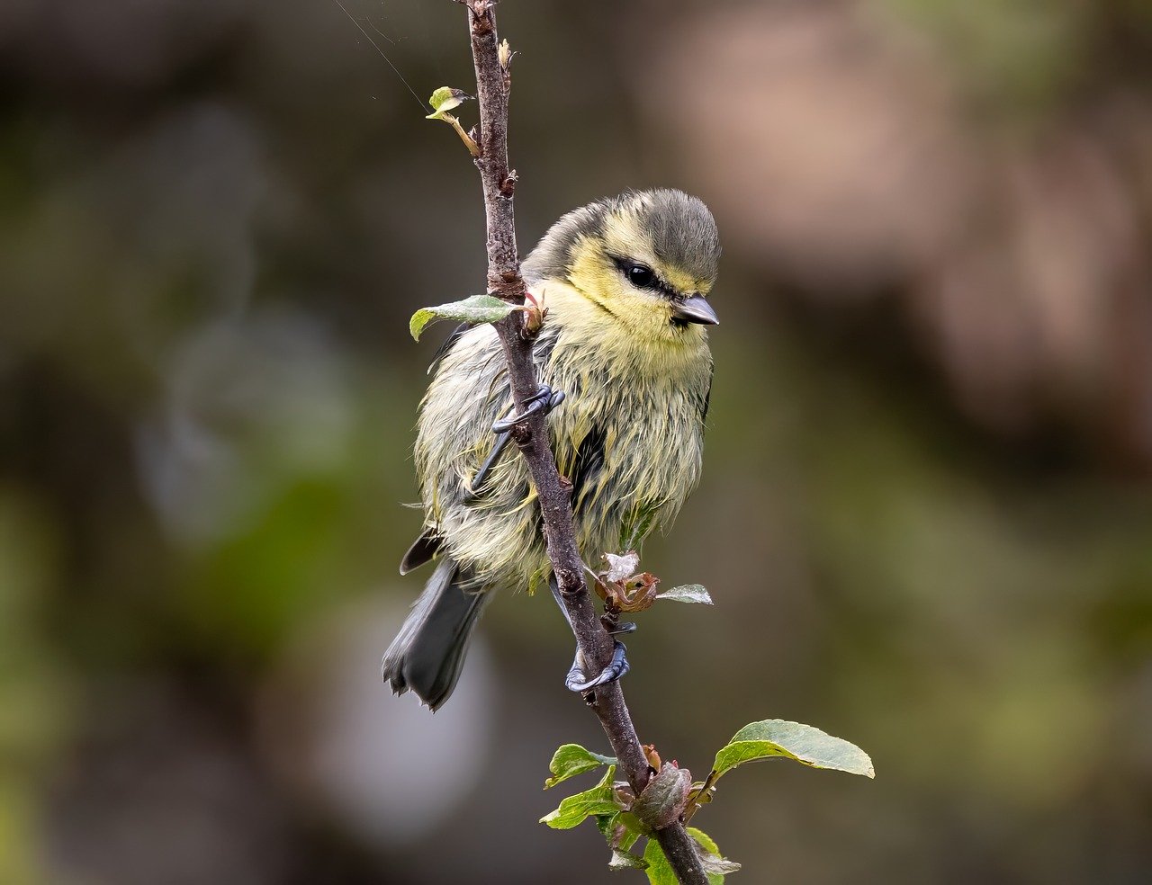 2025년 출산, 산후도우미 지원 혜택 총정리!