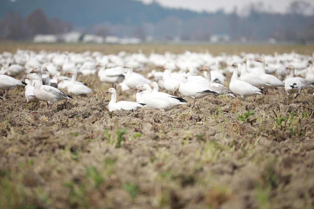 탄핵 청원, 안단테 수사에 대한 네티즌의 열렬 반응