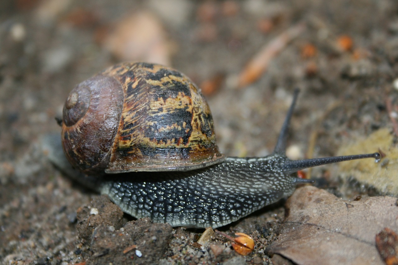 소녀전선2 리세마라 완벽 가이드: 강력한 캐릭터로 게임의 시작을 장식하세요