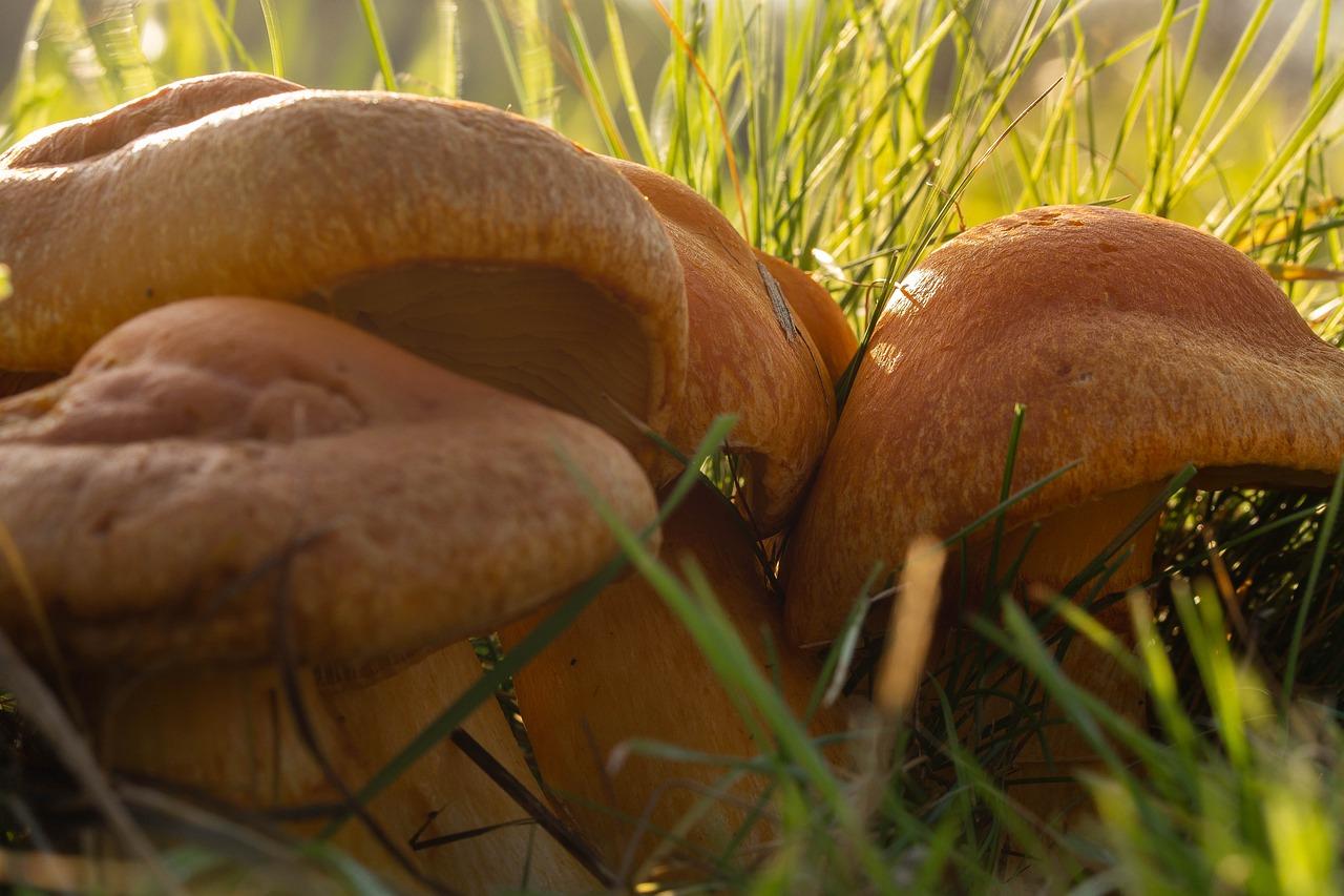 당신의 건강을 지키는 24시간 약국, 어디서 찾아야 할까요?