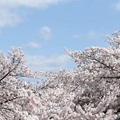 2025 양재천 벚꽃 등축제, 봄의 낭만을 만끽하는 법