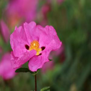 퇴행성관절염 증상