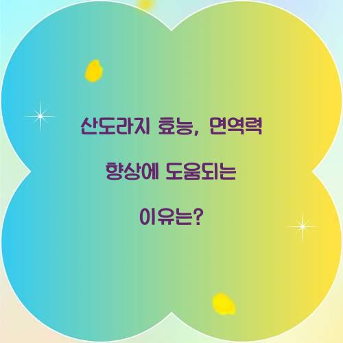 산도라지 효능, 면역력 향상에 도움되는 이유는?