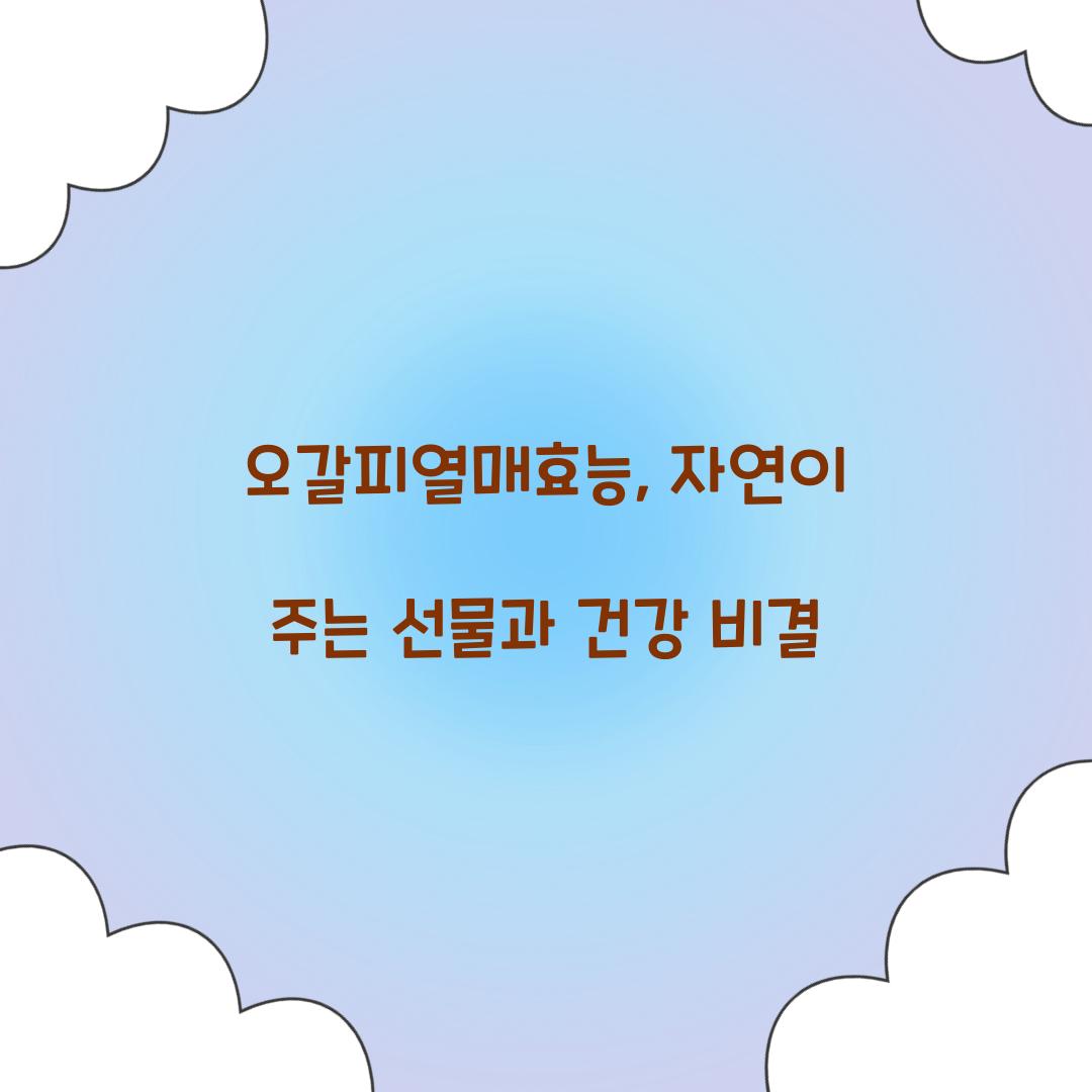 오갈피열매효능, 자연이 주는 선물과 건강 비결