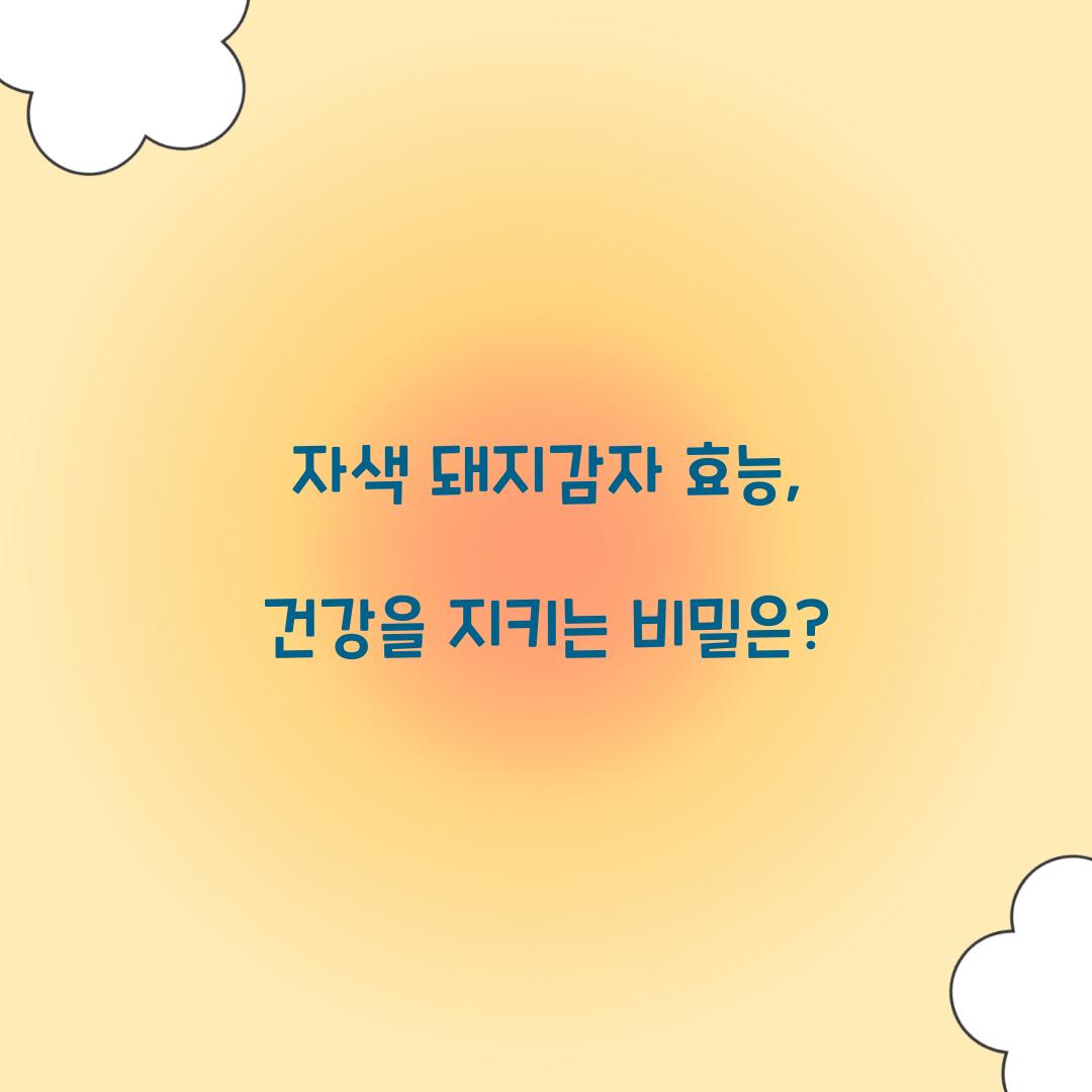 자색 돼지감자 효능, 건강을 지키는 비밀은?