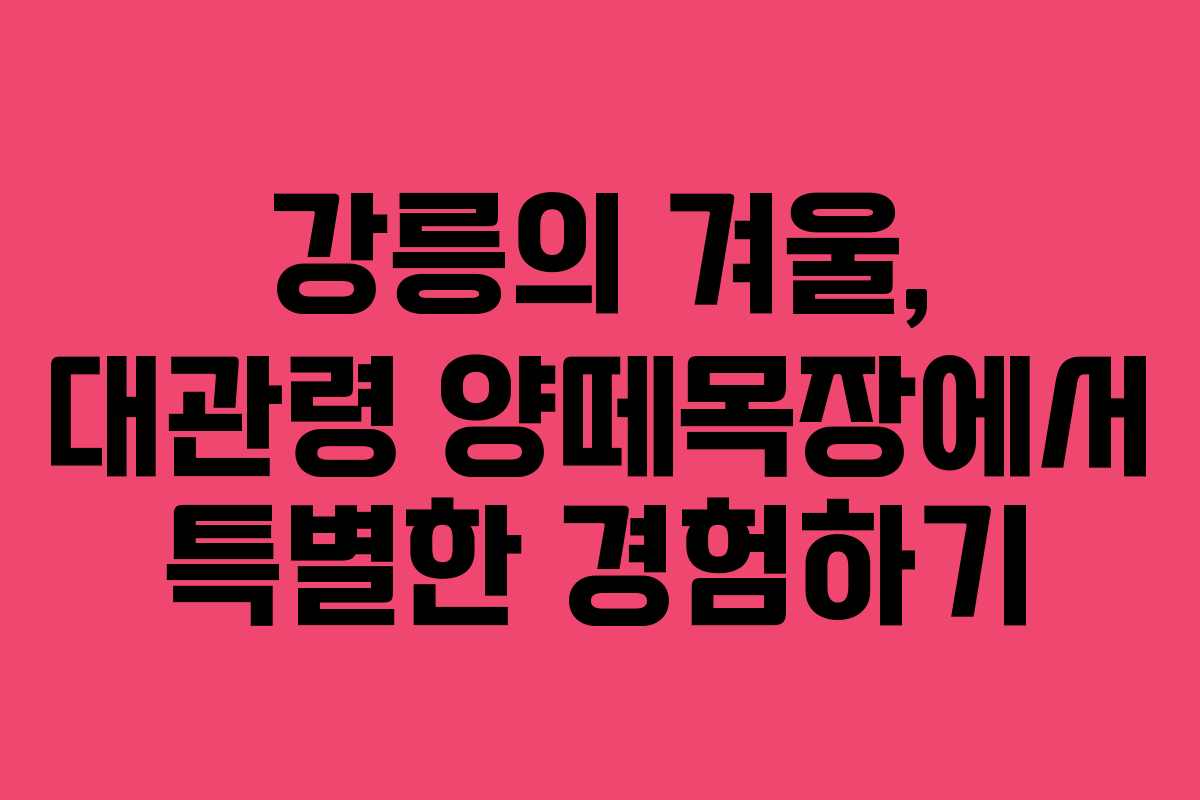 강릉의 겨울, 대관령 양떼목장에서 특별한 경험하기