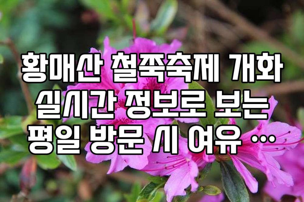 황매산 철쭉축제 개화 실시간 정보로 보는 평일 방문 시 여유 구간